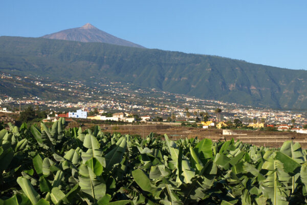 Puerto de la Cruz, Tenerife