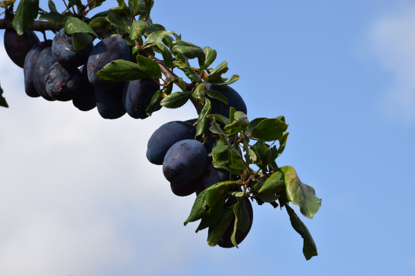 summer's ripe plums